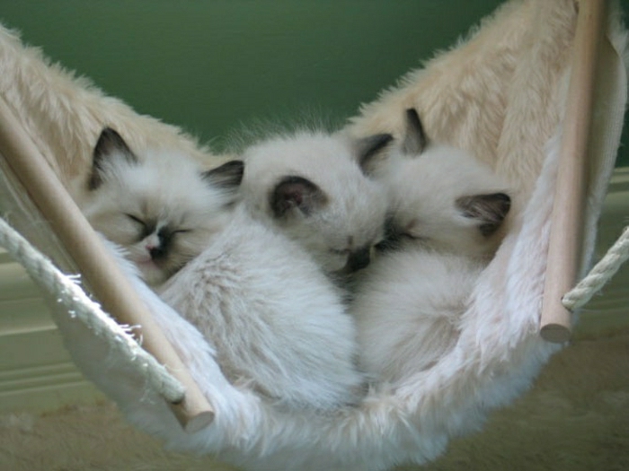 Hammock-takaró-három cica