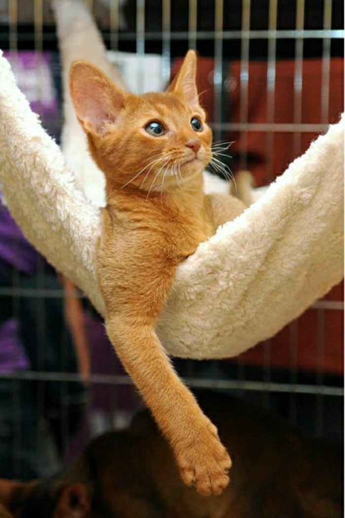 Függőágyban Cat bolyhos-puha kényelmes-rozsdaszínű macska