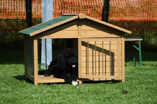 Dog House ιδέες ίδιο κτίριο