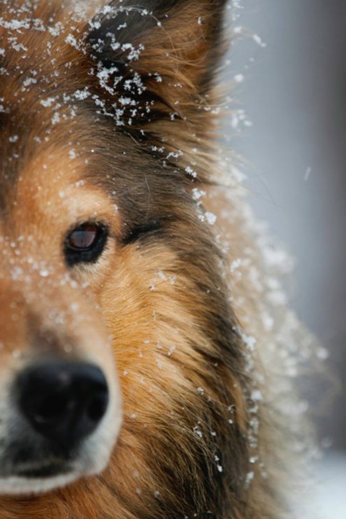 Породи-с-картина красива снимка Dog Snow