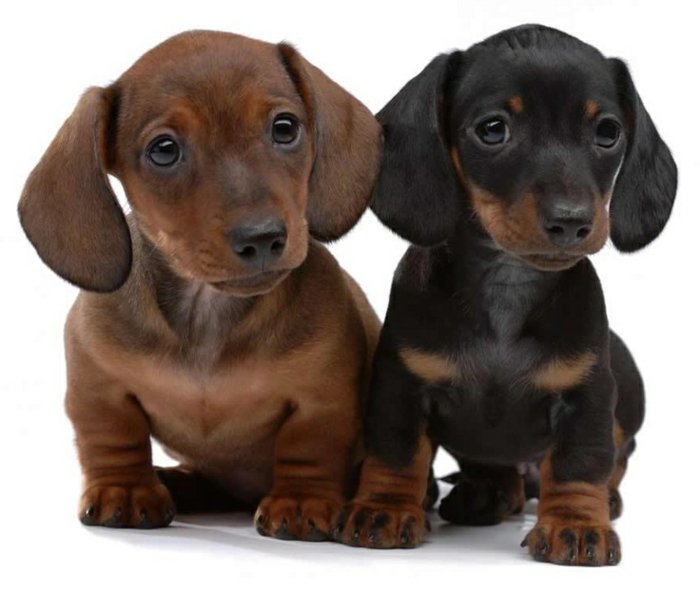 السلالات مع الصورة اثنين والكلب الألماني الصغير البني والأسود