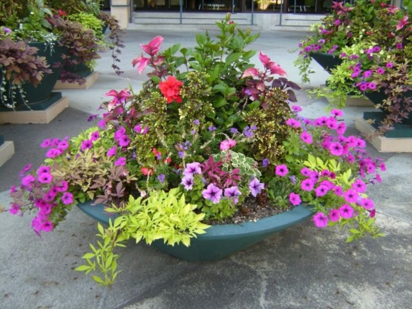 Идеи за цветя Tub-синьо-зелено-миришещи-свеж-градина