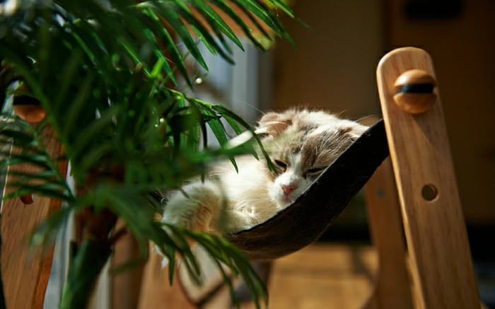Kitten helyreállítási Sleep macska függőágy