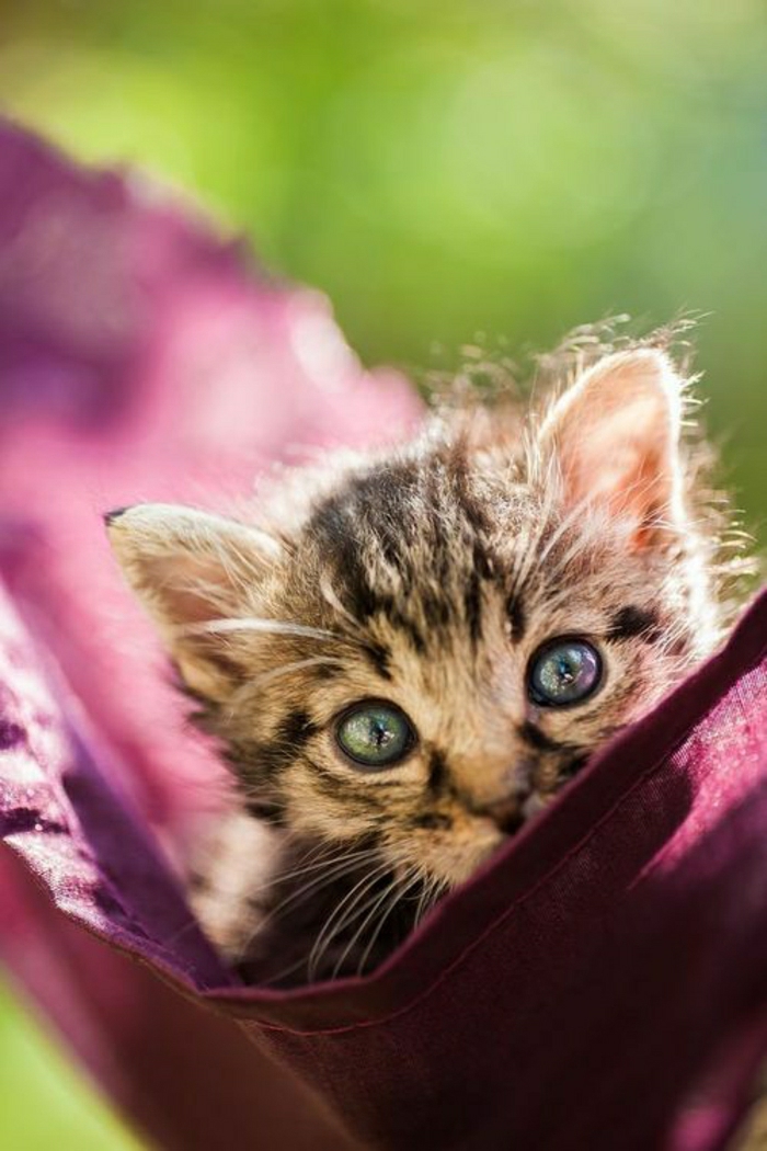 Котето лилав плат хамак