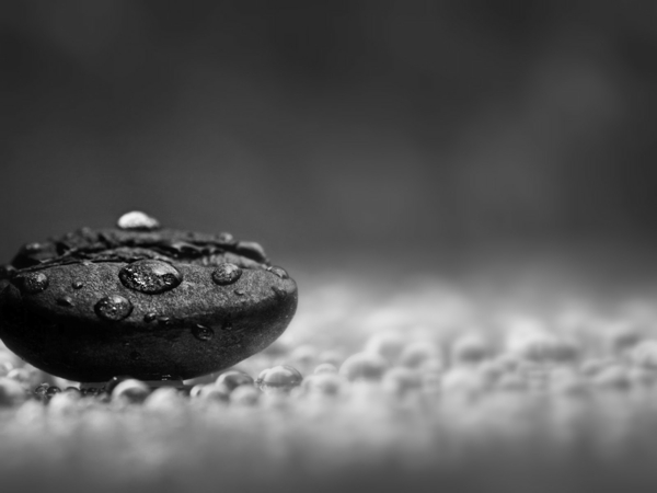 черно-бяла фотография Coffee Bean дъждовните капки