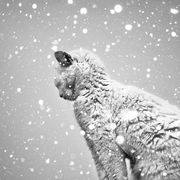 черни и бели снежинки фотография Cat