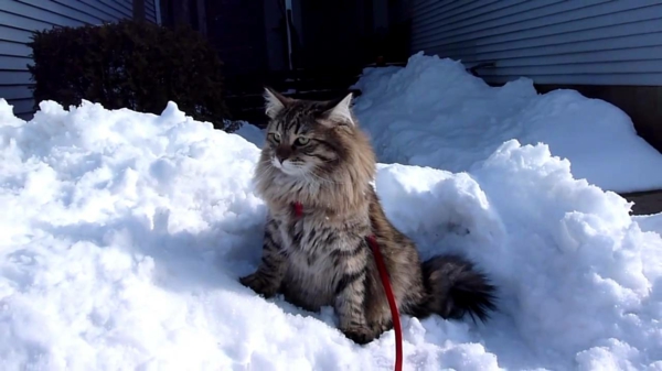Cat в снега
