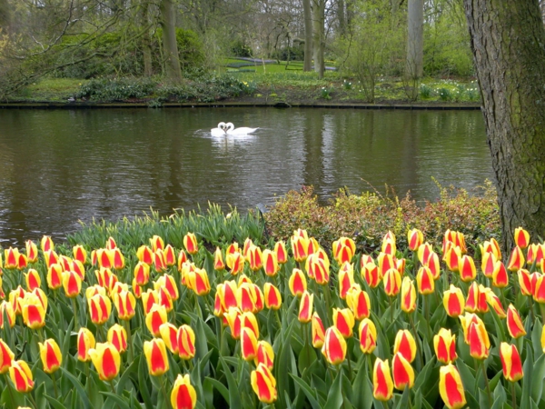 Keukenhof pozadina tulipana sadnju tulipana-the-kupiti-tulipanima tulipan-u-Amsterdam-tulipana tapeta