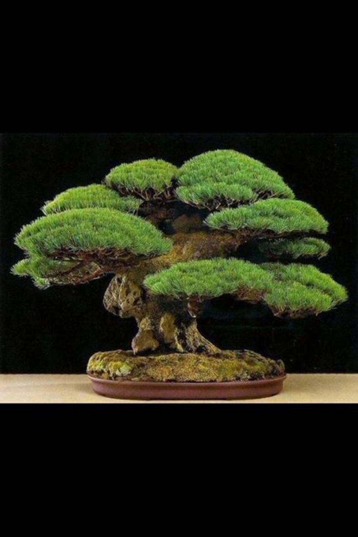 Pine bonsai természetesen autentikus Art