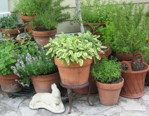 Herb Garden като-естетически-Hinsch освен