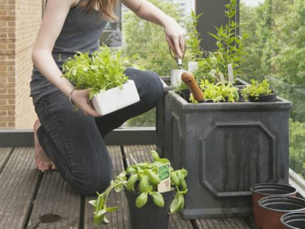 Herb Garden izgraditi sebe-on-the-balkon