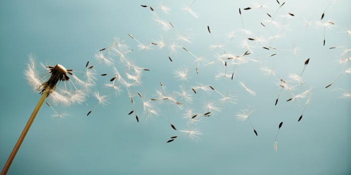 Dandelionkuva siemen fly-in-the-tuuli