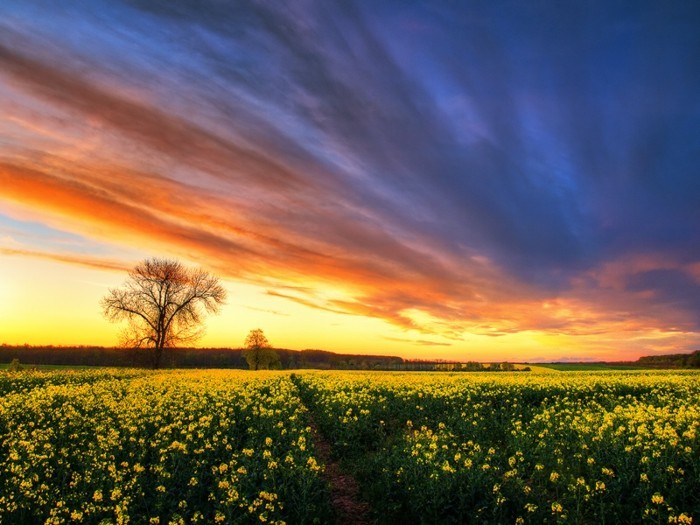 Pejzaž fotografija-na-polje-s-žutim cvijeća