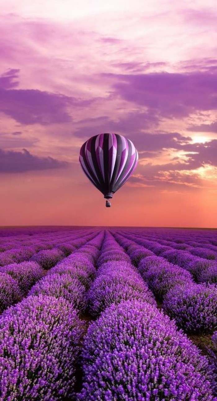Balon-leteći-nad-lavanda polje