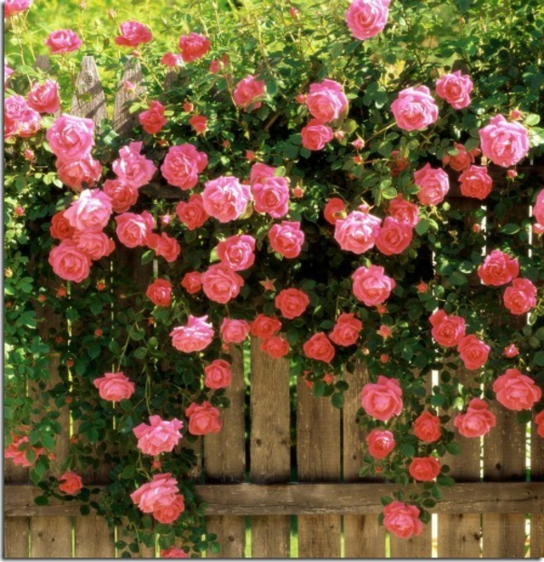 200 piezas de semillas de rosas trepadoras trepadoras de color rojo oscuro muy hermosas flores trepadoras ornamentales