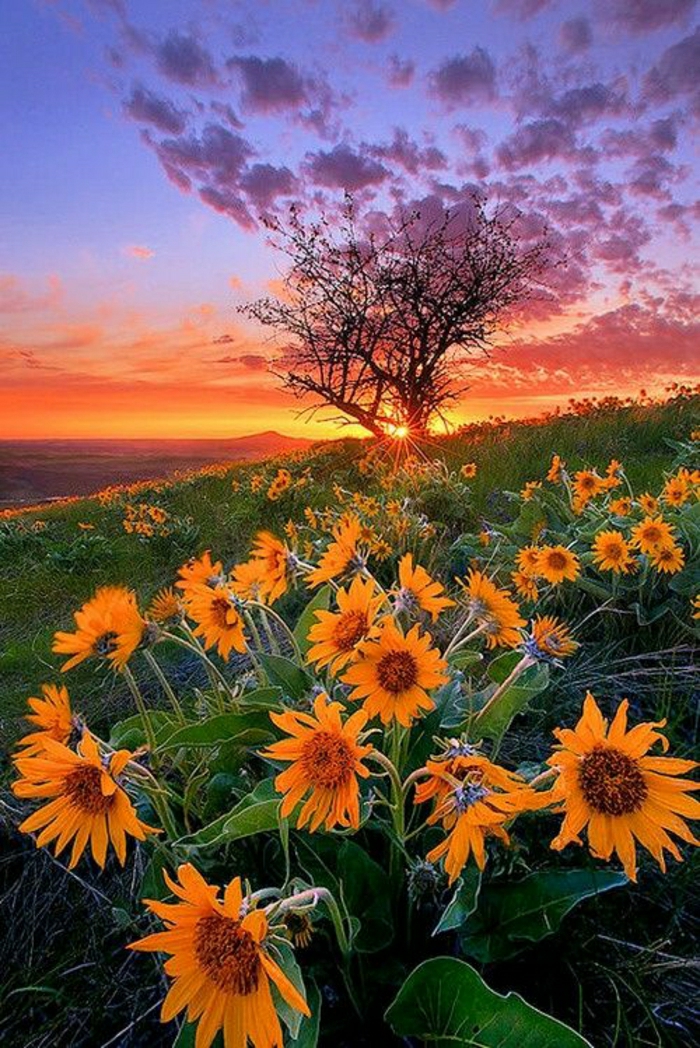 polje slika Priroda suncokret Sunset romantičan i nostalgičan