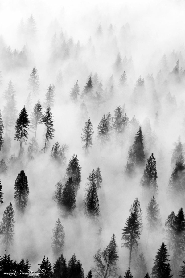 черно-бяла фотография Mist Дървета