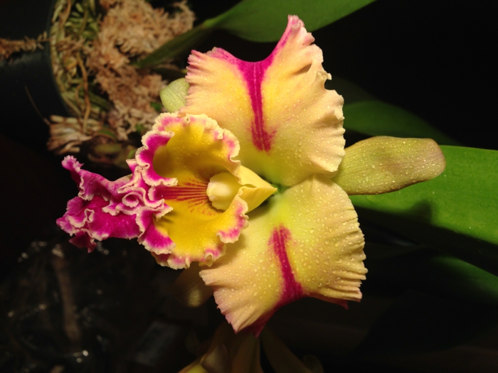 Orhideen especies, amarillas y rosadas