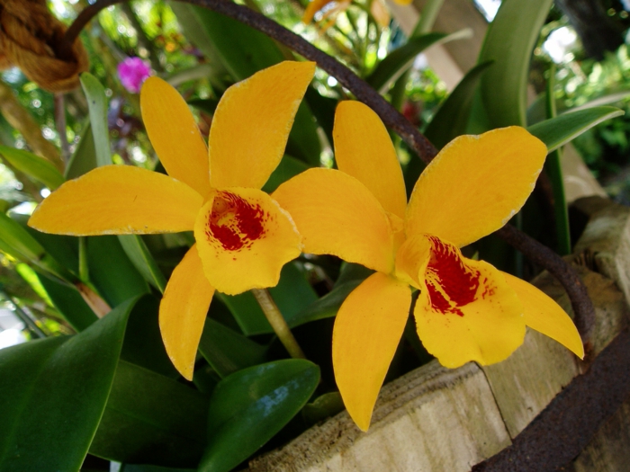 Orhideen faj-sárga-piros