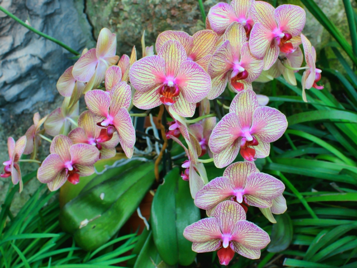 Orhideen vrsta prilično
