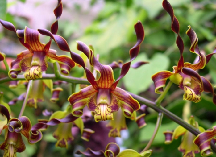 Orhideen especies-púrpura-verde y amarillo