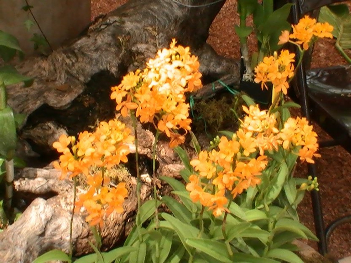 Orhideen vrsta-narančasto-next-the-drvo