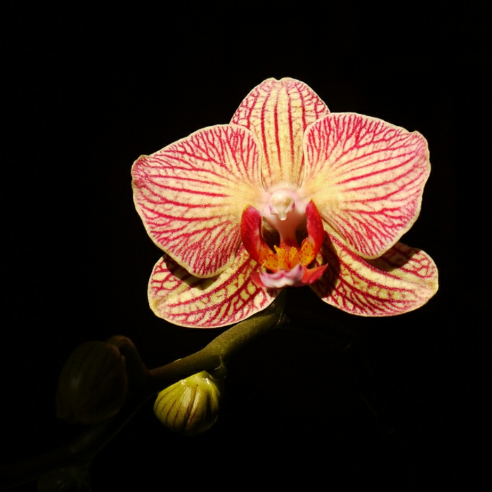Orhideen faj, piros és fekete háttér