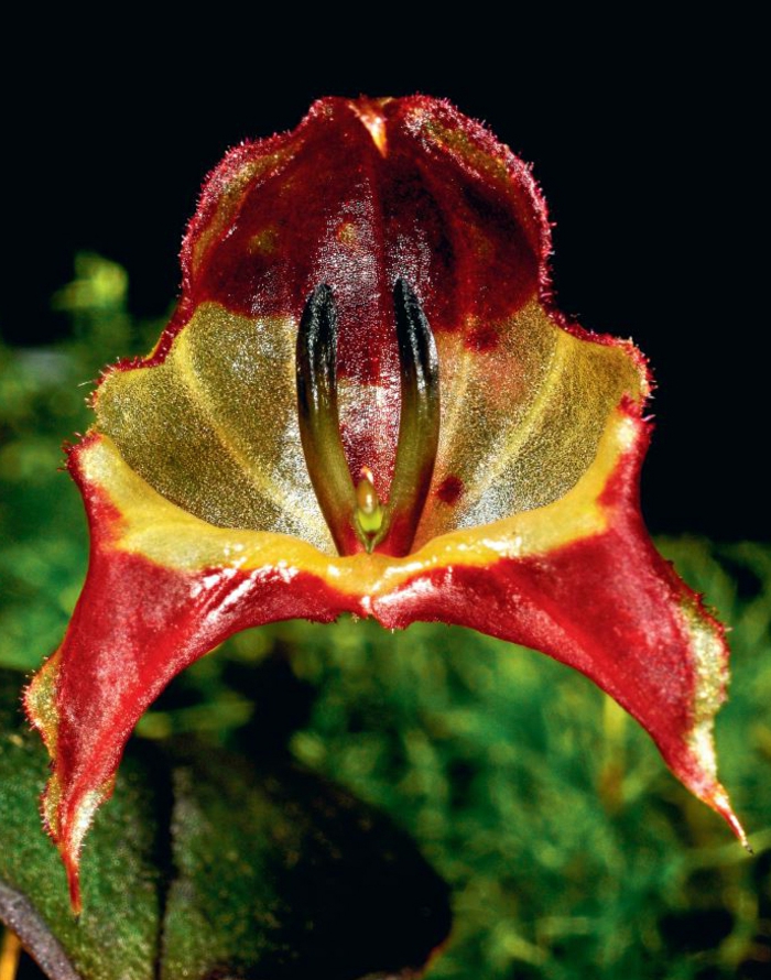 colores Orhideen especies de rojo y verde