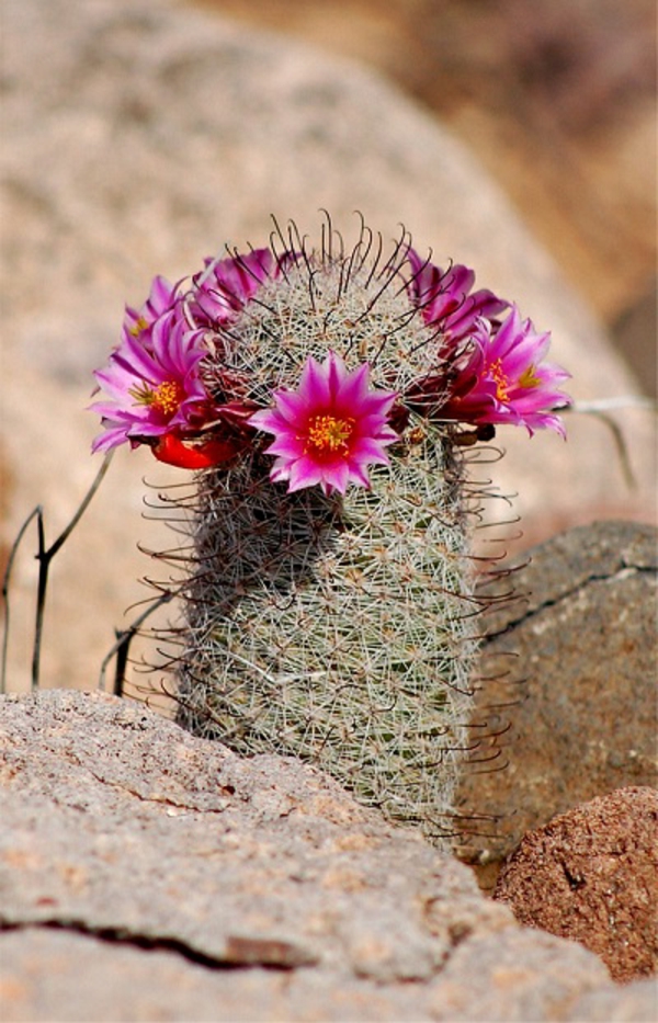 Izvorni kaktusi cvjetaju u bojama ciklamena