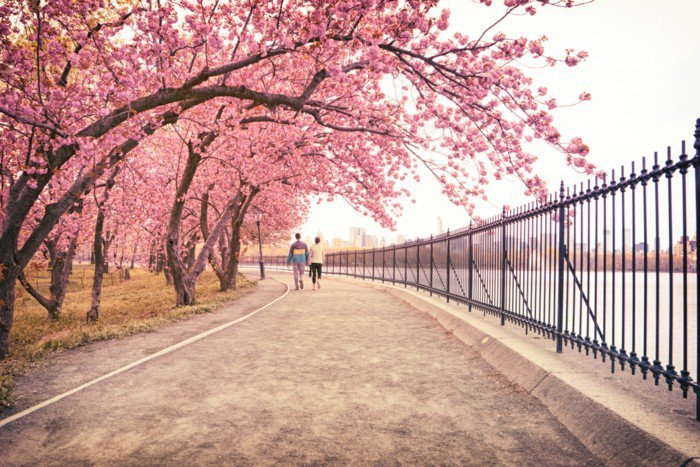 Chemin des arbres avec-tendres-rose fleurs