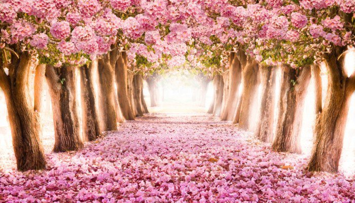 Път заобиколен-на-розови-цъфтящи дървета