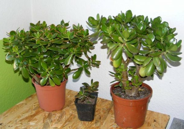 Három zöld pénz fák-in-edények-karbantartást szobanövények