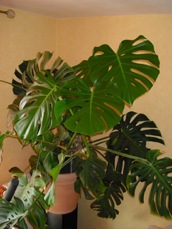 Лесна за поддръжка-стайни растения-прозорци листни интересни листа-голям