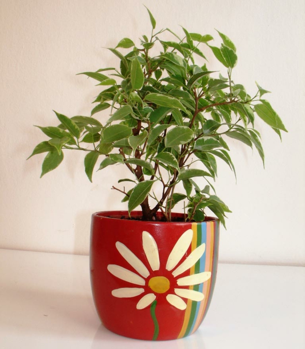 आसान देखभाल houseplants-नंदी benjamina-इन-लाल कप के साथ-फूल