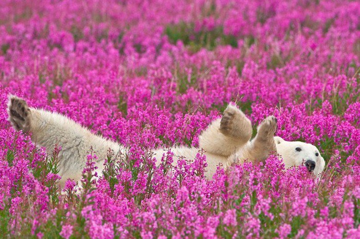 Polarni igranje u kutiji-s-ljubičastim cvjetovima