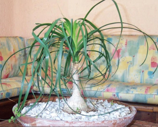 szép zöld növény a fészekasztalon a nappaliban