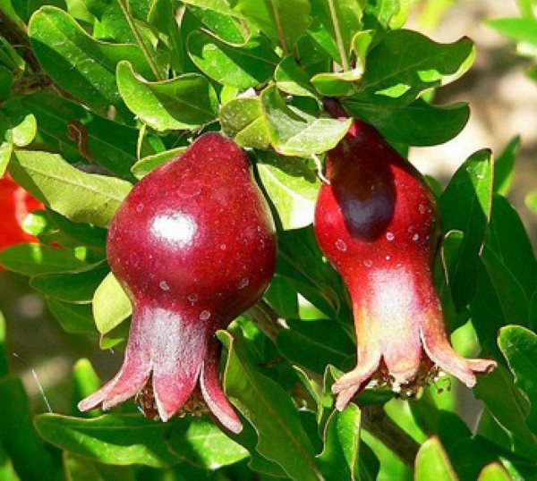 plantas de interior-rojo-frutas-flores Punica_granatum_exotische