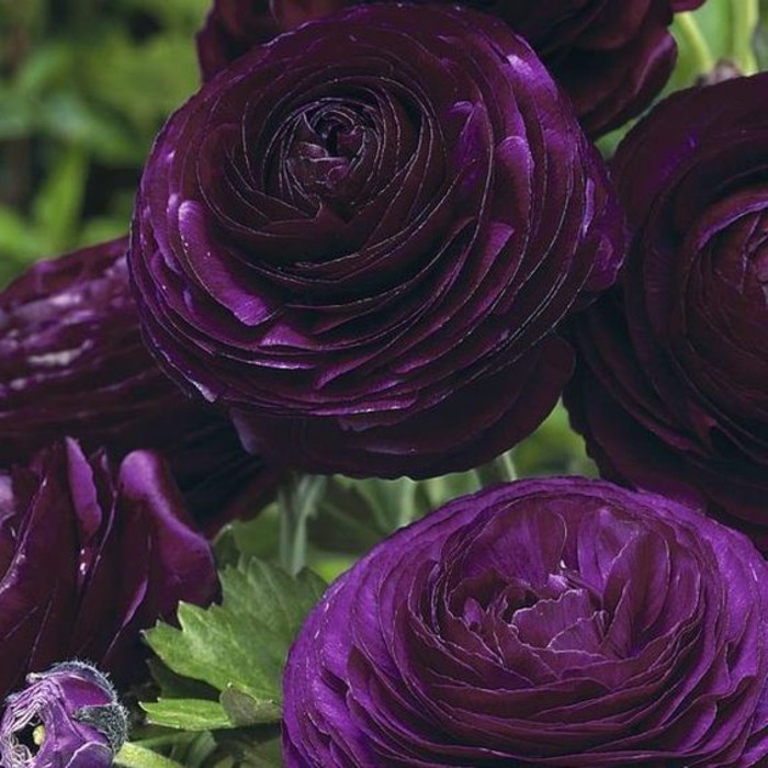 Ranunculus-в-красив-тъмно лилав нюанс