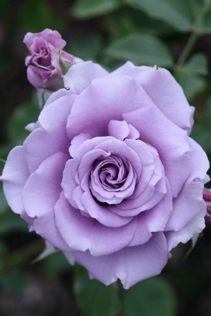 Rose-u-romantično-ljubičasta boja
