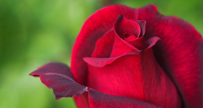 Червена роза Снимка полу-цветчета