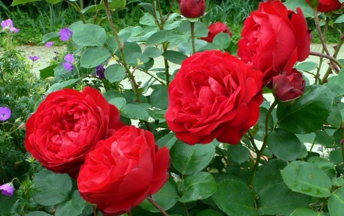 Red Rose Garden Снимка в