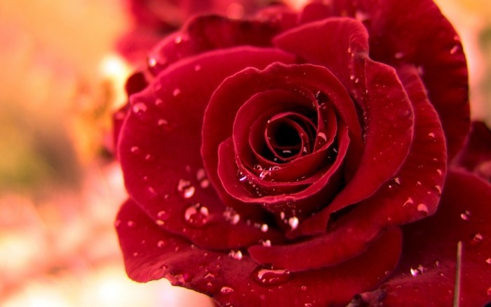 Red Rose Εικόνες-σε-ένα-βροχή