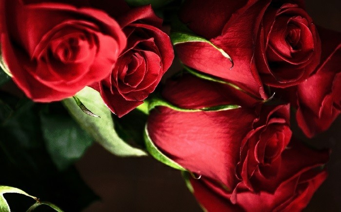 Червена роза Снимка красиво аранжиран