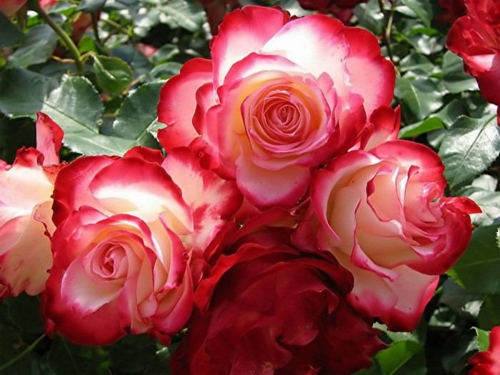 Красива Роза Picture три очи един до друг