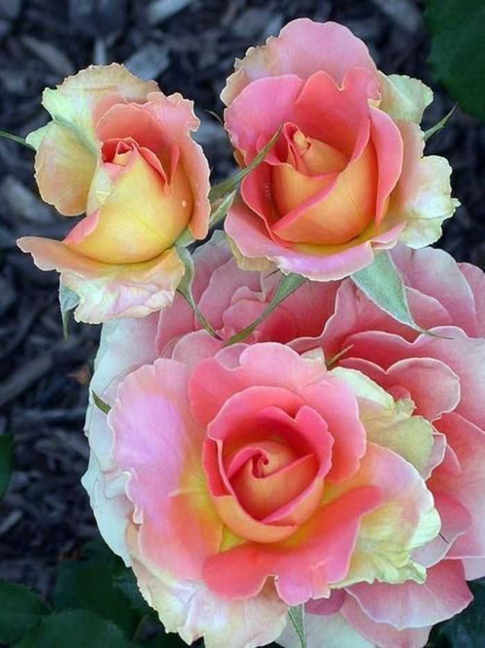 Όμορφη Rose Εικόνα εύκολο συναρπαστικό