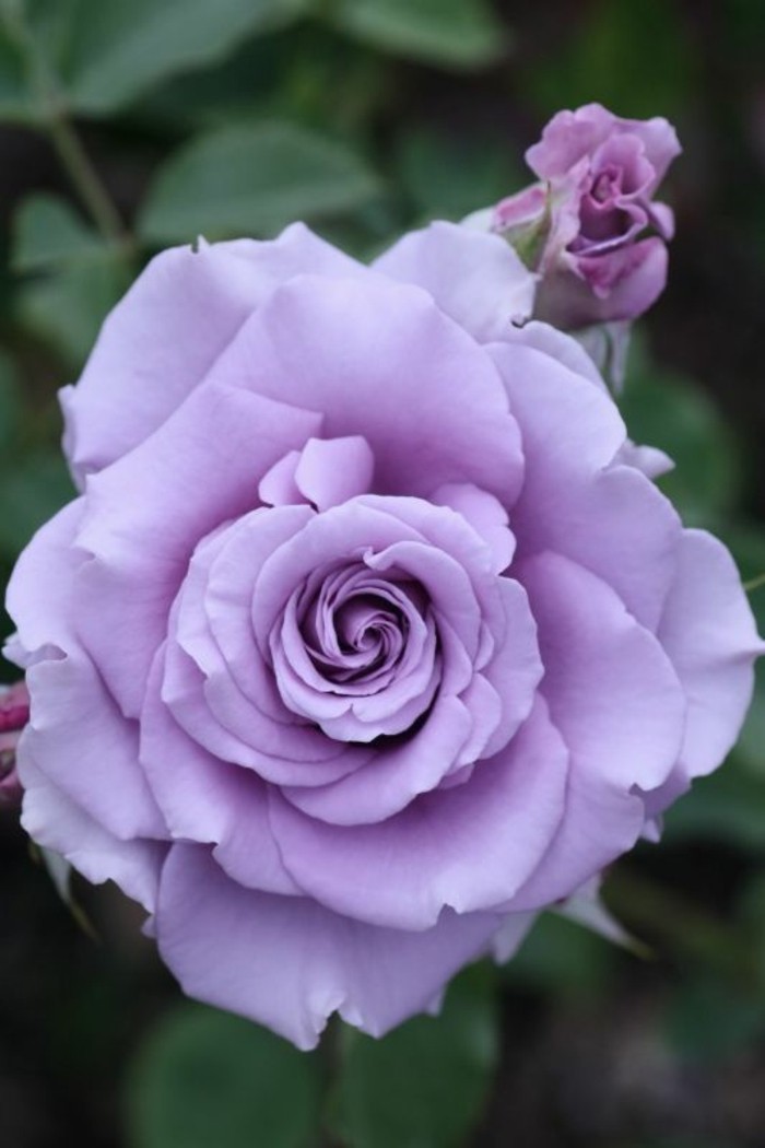 Красива Rose Pictures-в-лилав цвят