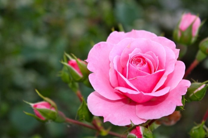 Όμορφη Rose Εικόνα που περιβάλλεται από τα μάτια