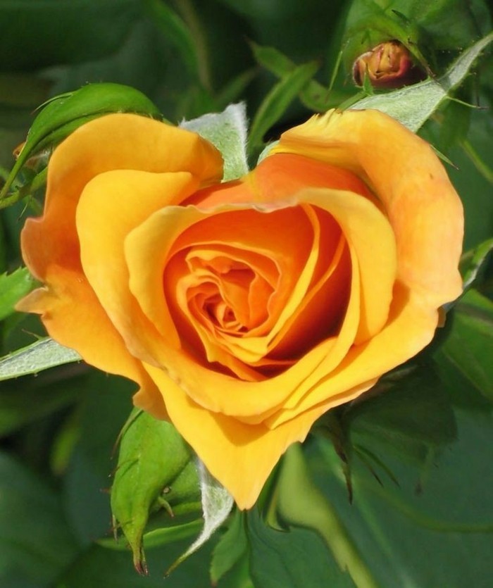 Όμορφη Rose Εικόνες-όπως-a-καρδιά