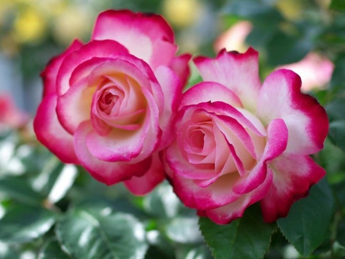 Красива роза Pictures и две цъфти