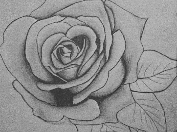 सुंदर चित्र पेंसिल-ए-गुलाब